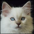 Vonimp Ragdoll Kittens