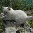 Vonimp Ragdolls