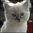 Vonimp Ragdolls