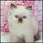 Click to visit Wonderfluf Himalayan and Persian kittens