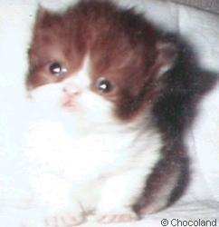 Chocoland Chocolate & White Bicolor Persian Kitten