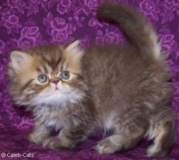 Chocolate Tabby Persian Kitten