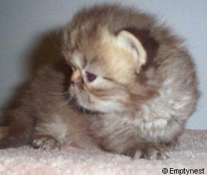 Emptynest Chocolate Tabby Persian Kitten