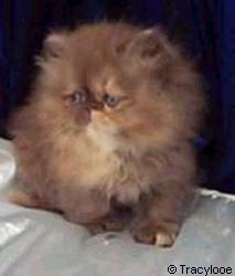 Tracylooe Chocolate Tortoiseshell Persian Kittens