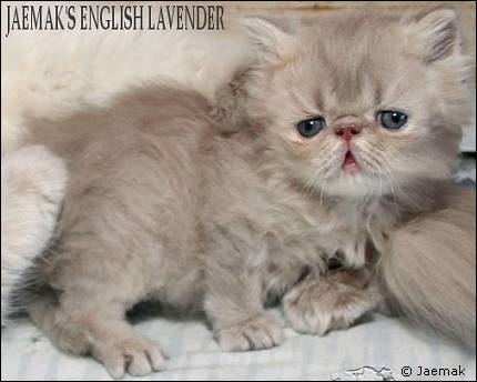 Lilac Lynx Mackerel Tabby Persian Kitten from Jaemak cattery