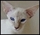 Balinese breeders