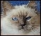 Birman breeders
