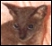 Cornish Rex Breeders