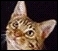 Ocicat Breeders