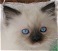Ragdoll Breeders