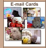 Chocolate & Llilac Persian Greeting Cards