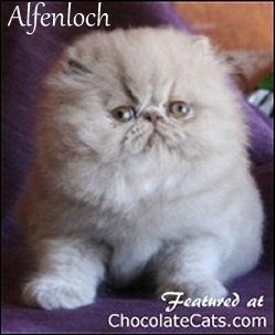 Alfenloch  Lilac Persian Kitten