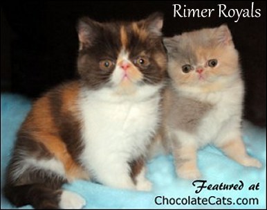 Rimer Royals Chocolate Calico ESH - Lilac Calico ESH