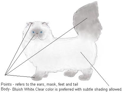 Himalayan blue point body picture