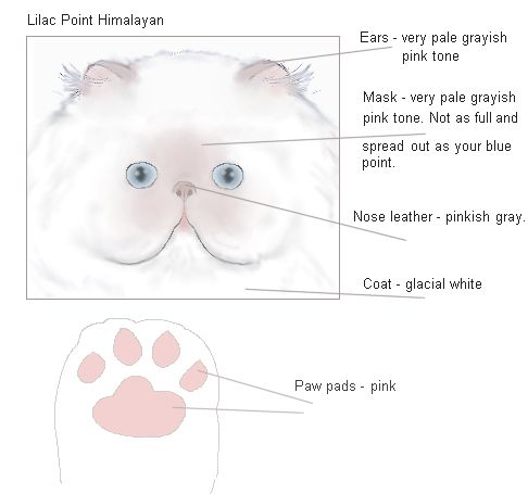 Himalayan lilac point face and paw pad pictures