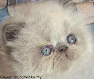 Blue point himalayan kittens