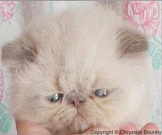 Lilac point himalayan kittens