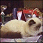 Cat show pictures of chocolate and lilac cats being show