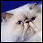 Blue point Himalayan picture from Ma Lia Katz 