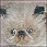 Cat show pictures of chocolate and lilac cats being show