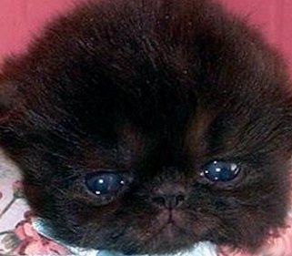 Black Persian Kitten