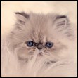 Seal Lynx point Himalayan kitten