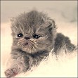Lilac Persian Kitten