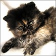 Tortoiseshell Persian Kitten