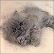 Blue Persian Kitten