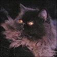 Black Persian