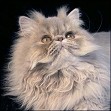 Lilac Tabby Persian