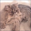 Lilac Tabby Persian