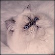 Chocolate Lynx point Himalayan