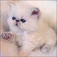 Lilac Lynx point Himalayan
