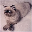 Seal point Himalayan 