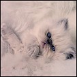 Lilac point himayan kitten