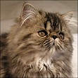 Brown Mackerel TabbyPersian