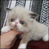 Sullivanblu Cattery