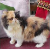 Sullivanblu Cattery