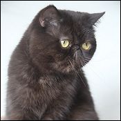 Aisalin Cattery