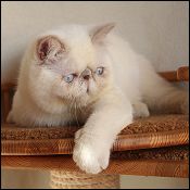 Aisalin Cattery