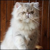 Aisalin Cattery