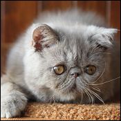 Aisalin Cattery