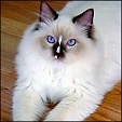 Angel Girls Ragdoll Cattery