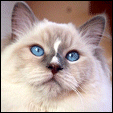 Angel Girls Ragdoll Catteryy