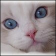 Angel Girls Ragdoll Catteryy