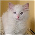 Angel Girls Ragdoll Cattery