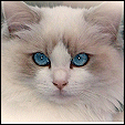 Angel Girls Ragdoll Cattery