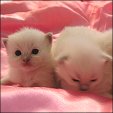 Angel Girls Ragdoll kittens