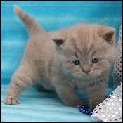 British Shorthair Kittens